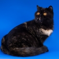 Chat Exotic Shorthair proposée par l’élevage Au cœur des tamaris.