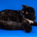 Chaton Exotic Shorthair de race – prix 1060 €.