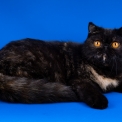 Exotic Shorthair disponible dans le Loiret