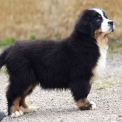 Chiot Bouvier Bernois de race  en région Nouvelle-Aquitaine.