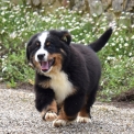Chien Bouvier Bernois proposé par l’élevage Ferme de la Pessoutie.