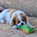 Cavalier King Charles disponible dans le Gard