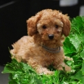Chiot Caniche Nain de race – prix 1600 €.
