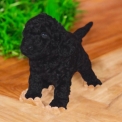 Chiot Caniche Nain sans pedigree  en région Nouvelle-Aquitaine.