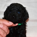 Chiot Caniche Nain sans pedigree – prix 1150 €.