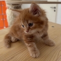 Chat Sibérien disponible dans le Var