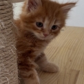 Chaton Chat Sibérien de race  en région Provence-Alpes-Côte d'Azur.