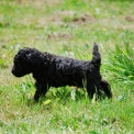 Chiot Caniche Nain de race – prix 1250 €.