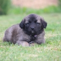 Leonberg disponible en Mayenne