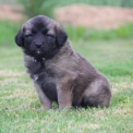 Chiot Leonberg de race – prix 1800 €.