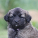 Leonberg disponible en Mayenne