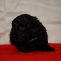 Caniche Nain disponible dans la Vienne