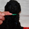 Chiot Caniche Nain sans pedigree – prix 1150 €.