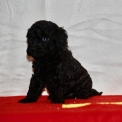 Chiot Caniche Nain sans pedigree – prix 1150 €.