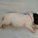 Chiot Terre Neuve de race  en région Auvergne-Rhône-Alpes.