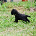 Chiot Caniche Nain de race – prix 1250 €.