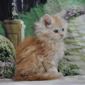 Maine Coon disponible dans les Yvelines
