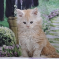 Chaton Maine Coon de race – prix 1600 €.