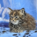 Chaton Maine Coon à adopter au prix de 1600 €