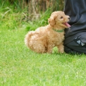 Caniche Nain disponible dans la Vienne