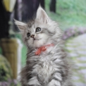 Chaton Maine Coon de race – prix 1600 €.