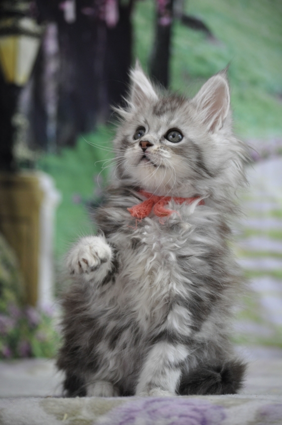 Petite femelle Maine Coon née le 22/02/2025 est proposée – vendue 1600 €.