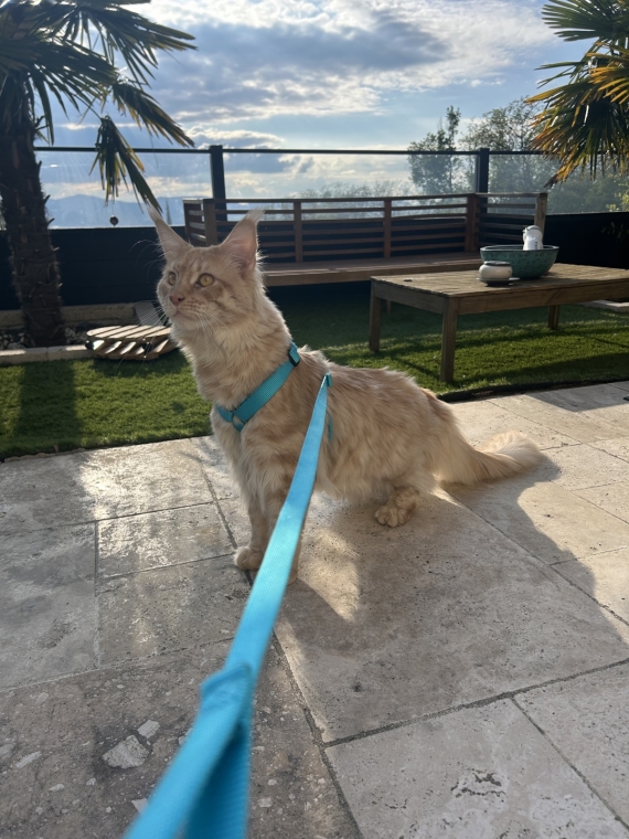 Petit mâle  né le 19/02/2026 est proposé – vendu 1400 €.