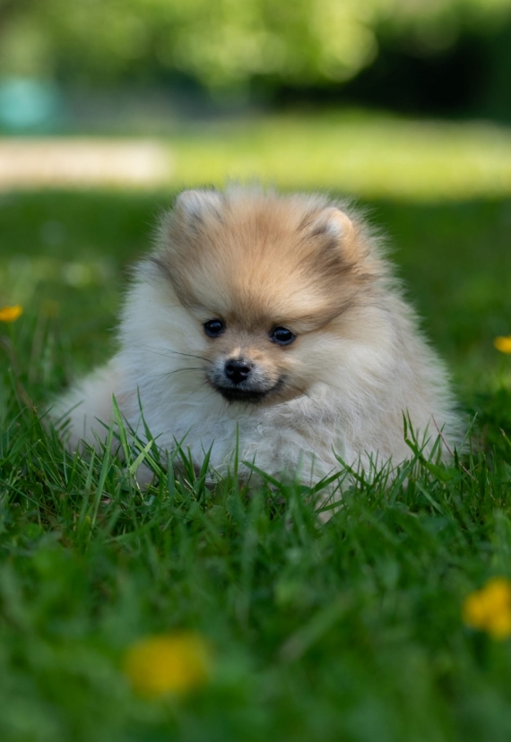Petite femelle Spitz Allemand (Nain) née le 14/02/2025 est proposée – vendue 2000 €.