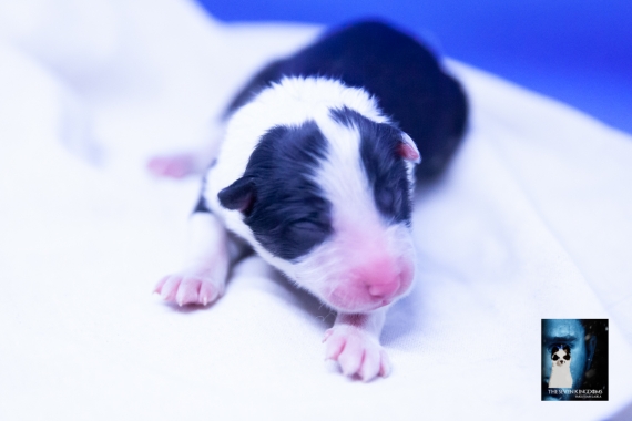 Petite femelle Laika de Yakoutie née le 04/06/2025 est proposée – vendue 1650 €.