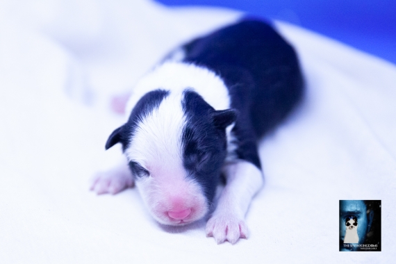 Petite femelle Laika de Yakoutie née le 04/06/2025 est proposée – vendue 1650 €.