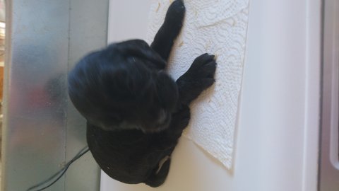 Petite femelle Cocker Anglais (Spaniel) née le 24/05/2025 est proposée – vendue 1500 €.
