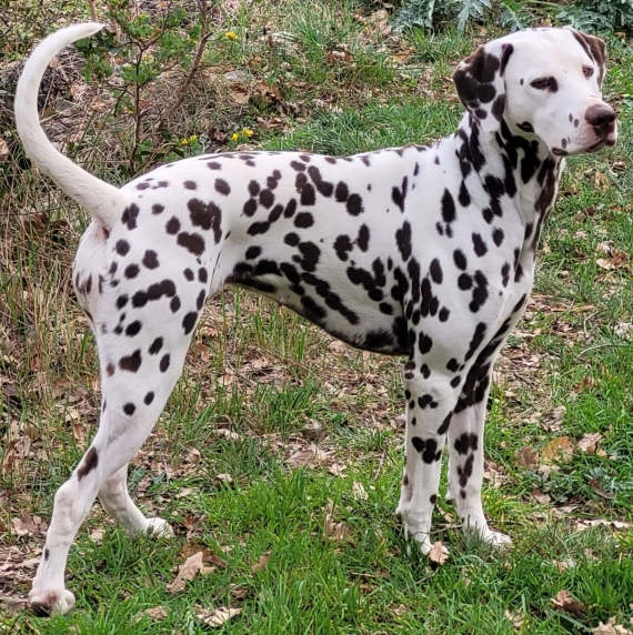 Petit mâle  né le 07/03/2025 est proposé – vendu 1400 €.