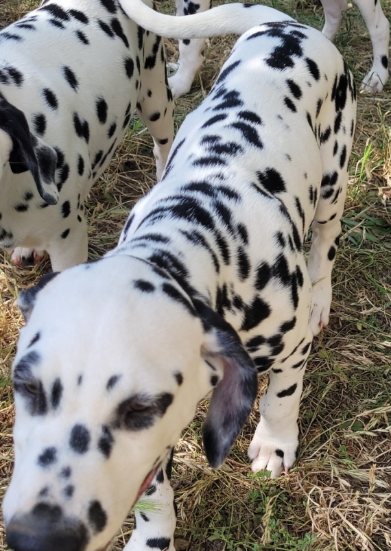Petit mâle Dalmatien né le 07/03/2025 est proposé – vendu 1400 €.