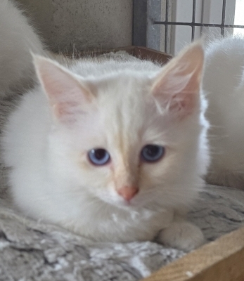 Petit mâle Birman né le 25/03/2025 est proposé – vendu 1000 €.