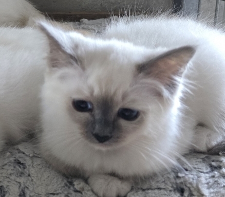 Petite femelle Birman née le 25/03/2025 est proposée – vendue 1000 €.