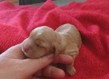 Petite femelle Cocker Anglais (Spaniel) née le 27/05/2025 est proposée – vendue 1500 €.
