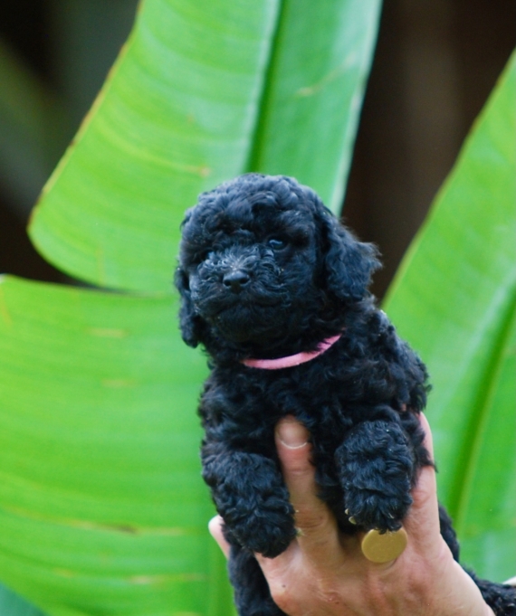 Petite femelle Caniche née le 13/04/2025 est proposée – vendue 1650 €.