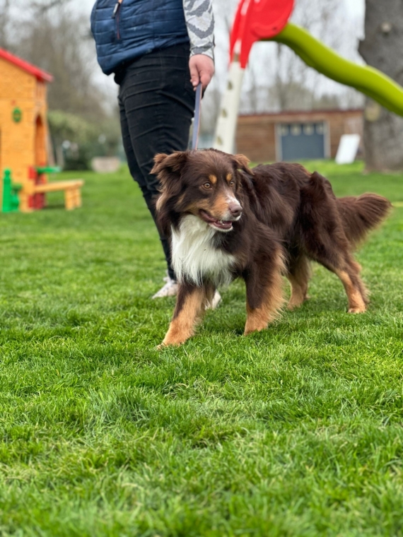 Petit mâle  né le 27/03/2026 est proposé – vendu 1310 €.