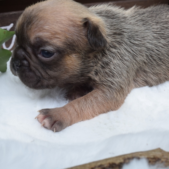 Petite femelle Bouledogue Français née le 10/05/2025 est proposée – vendue 1800 €.