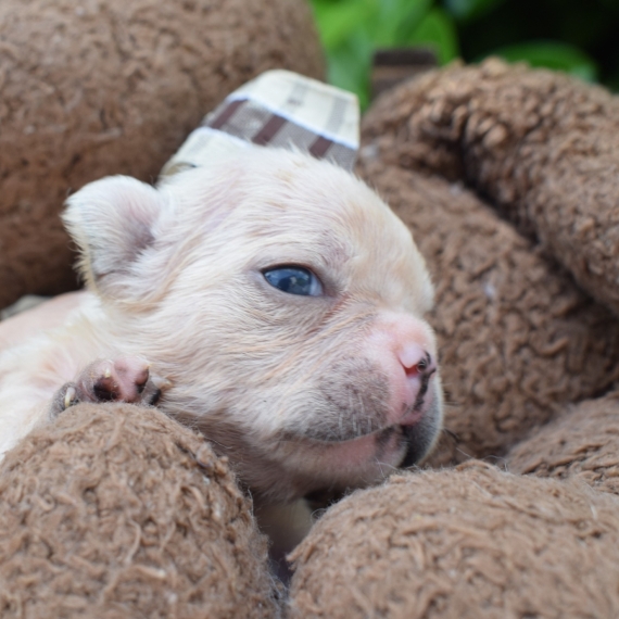 Petite femelle Bouledogue Français née le 10/05/2025 est proposée – vendue 1600 €.