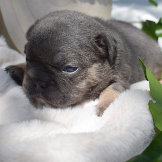 Petit mâle Bouledogue Français né le 10/05/2025 est proposé – vendu 2200 €.