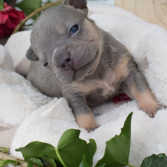 Petit mâle Bouledogue Français né le 10/05/2025 est proposé – vendu 2200 €.