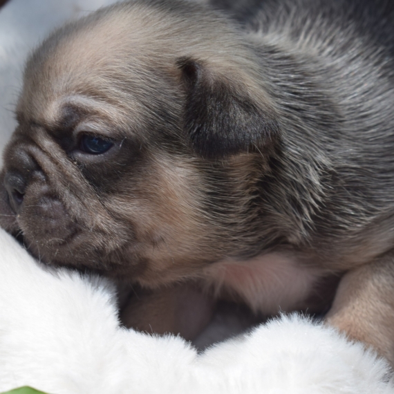 Petite femelle Bouledogue Français née le 10/05/2025 est proposée – vendue 1800 €.