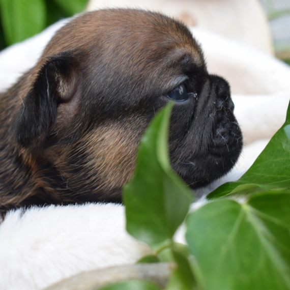 Petit mâle Bouledogue Français né le 10/05/2025 est proposé – vendu 1800 €.