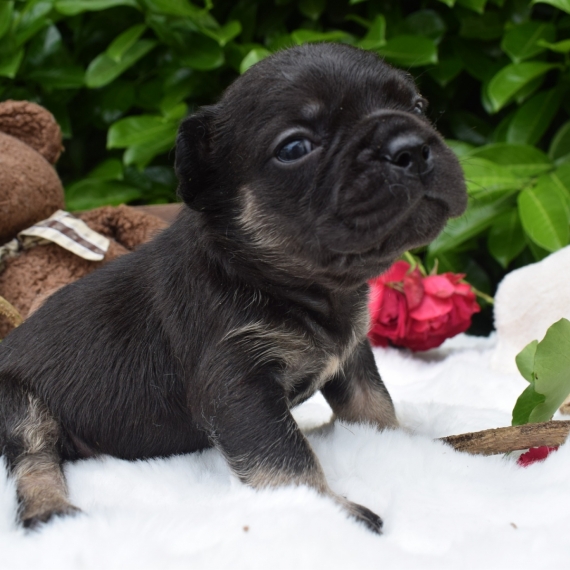 Petit mâle Bouledogue Français né le 10/05/2025 est proposé – vendu 2000 €.
