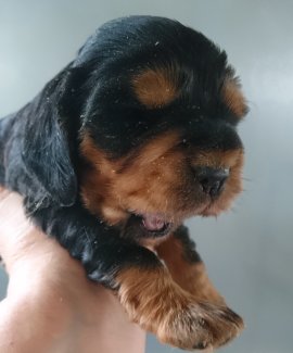 Petit mâle Cocker Anglais (Spaniel) né le 24/05/2025 est proposé – vendu 1500 €.