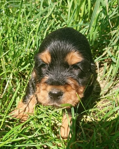 Petite femelle Cocker Anglais (Spaniel) née le 24/05/2025 est proposée – vendue 1500 €.