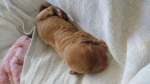 Petit mâle Cocker Anglais (Spaniel) né le 27/05/2025 est proposé – vendu 1500 €.