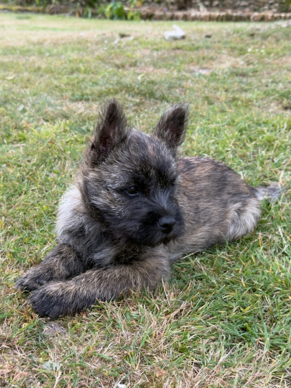Petit mâle Cairn Terrier né le 25/03/2025 est proposé – vendu 900 €.