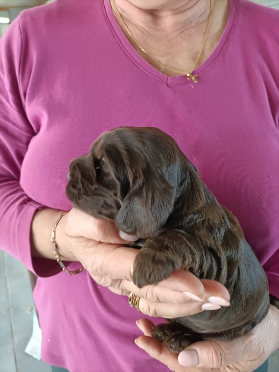 Petite femelle Cocker Anglais (Spaniel) née le 24/05/2025 est proposée – vendue 1500 €.